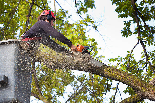 Trusted Orono, MN Tree Care Experts